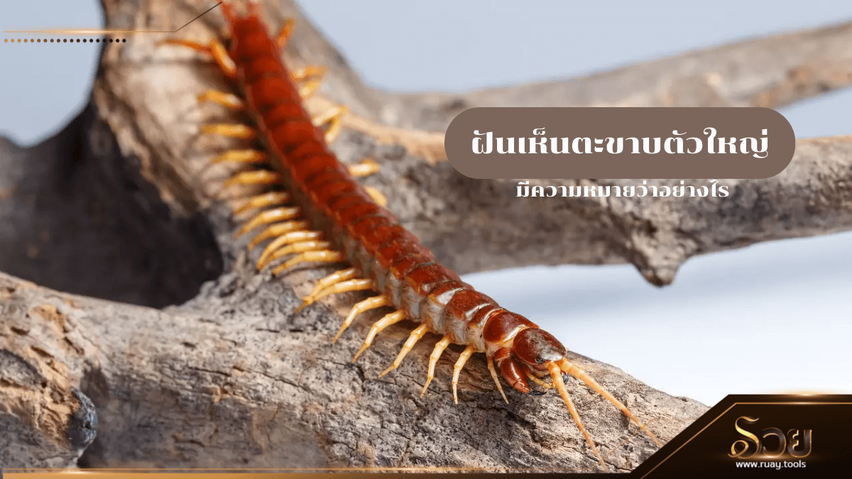 ฝันเห็นตะขาบตัวใหญ่
