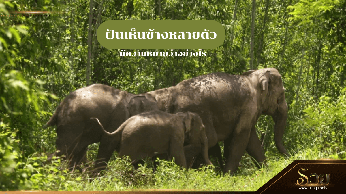 ฝันเห็นช้างหลายตัว